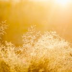 abstract-blur-bright-bushes-545313