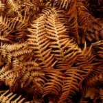 brown-fern-3626528